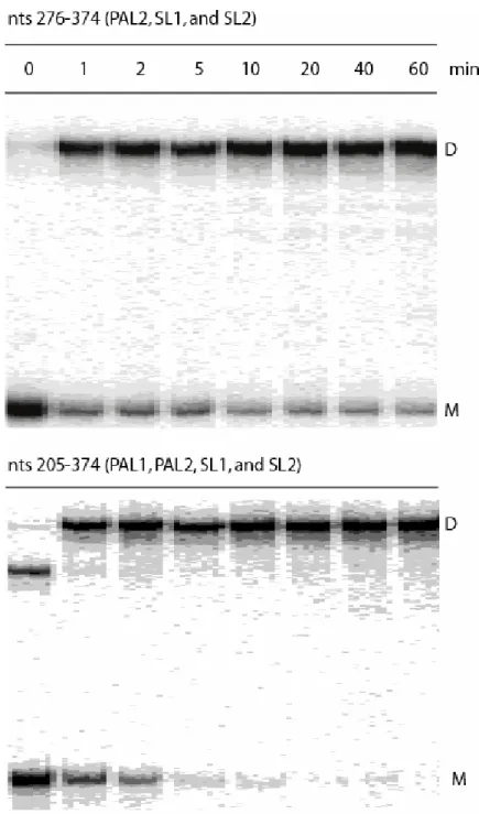 Figure 2.4. Comparison of time-resolved RNA dimerization between two viral RNA  constructs (nts 276-374 and 205-374)
