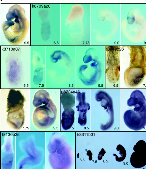 Figure 1Images of the expression patterns of all the “restricted” genes (beginning with the three genes in the synexpression group), two of thewidespread cDNAs, and one ubiquitously expressed sequence