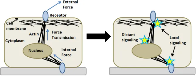 Figure 1.1: Cellular mechanotransduction of external and cell-generated forces. The most important physical structures for our considerations are also shown: