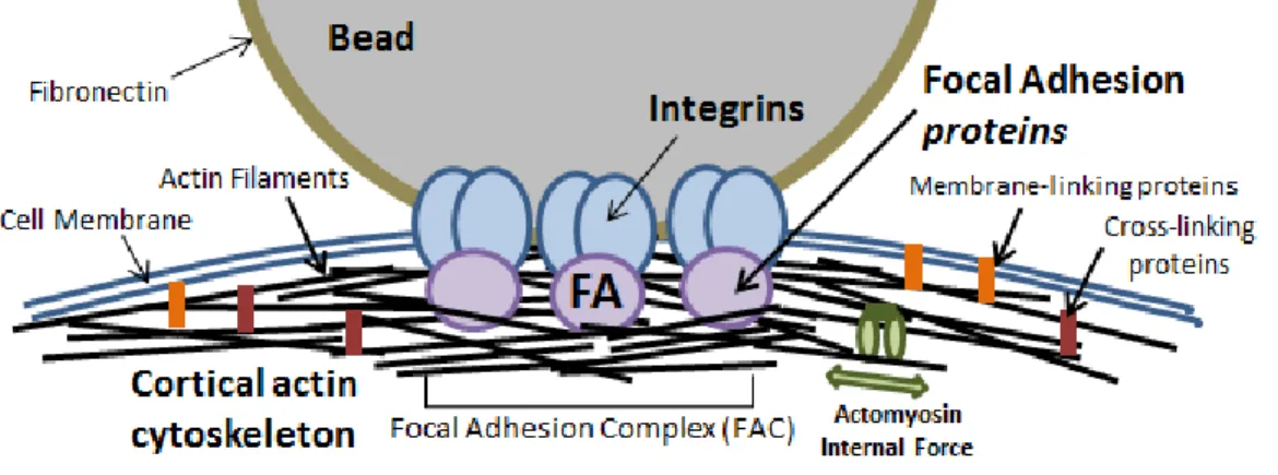 Figure 2.1: Microbead in context with the cortical actin cytoskeleton.