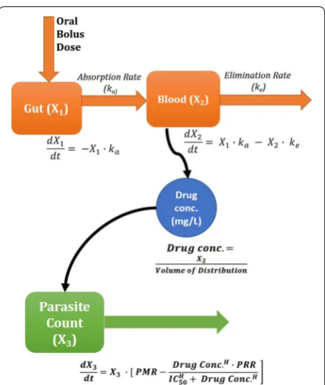Fig. 1 Outline of mathematical equations defining the OptiMal-PK model. Schematic visualising differential equations which define the pharmacokinetics of a drug where it is absorbed from X1 (Gut) to X2 (Blood) at a rate of ka and eliminated at a rate of ke