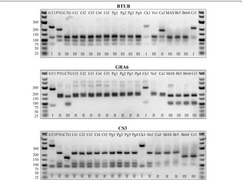 Figure 1 Representative gel image of RFLP genotyping (markers BTUB, GRA6 and CS3). Samples IDs are at the top of the gel images,genotype results are at the bottom