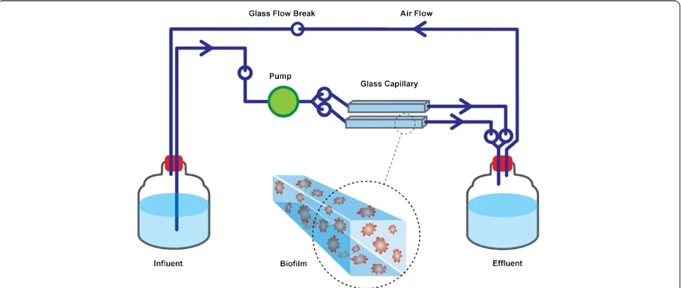 Figure 1 Schematic diagram of the capillary flow cell biofilm system used in this study