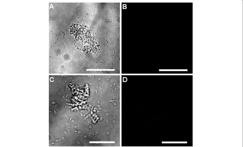 Figure 6 Confocal observation of six day old Cryptosporidium-exposed biofilm control samples