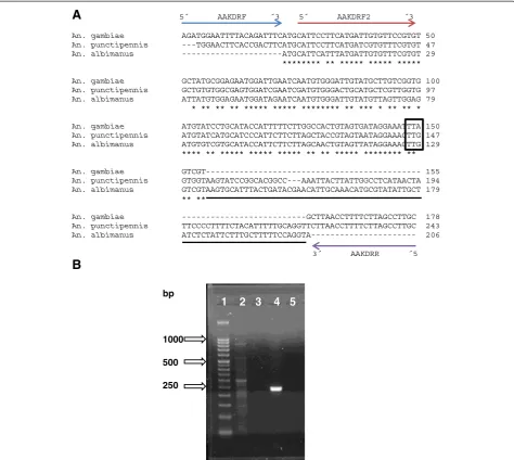 Figure 1 Strategy to amplify segment 6 of domain II of the VGSC gene in Anopheles albimanus