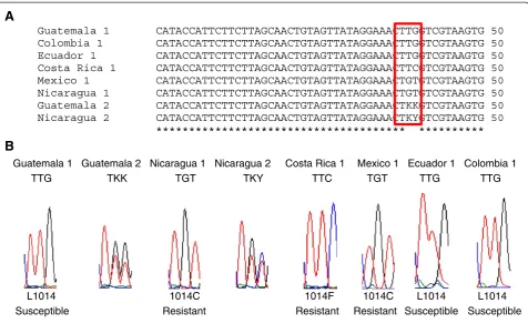 Figure 3 Kdrgene of(codon 1014) is enclosed by a red box. alleles detected on the segment 6 of domain II of the VGSC gene of Anopheles albimanus