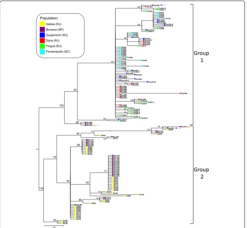 Fig. 3 Bayesian inference analysis tree based onletters in the haplotype names specify the two alleles ( Clock sequences (F81 + G model)