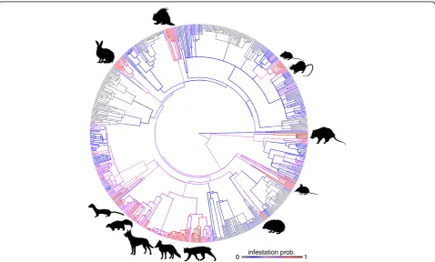 Fig. 2 Cat flea (Ctenocephalides felis) infestation probability in wild mammals, mapped across a phylogeny of 639 sampled mammal species