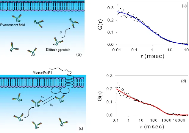 Figure  1.3:  IgG  Dynamics.    (a)  Schematic  of  antibody  diffusion  close  to  a  supported  planar  membrane