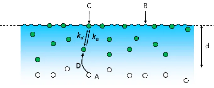 Figure 2.2:  Reaction Mechanism.  Fluorescent molecules in solution, A, reversibly bind to non- non-fluorescent surface sites, B, forming non-fluorescent complexes, C
