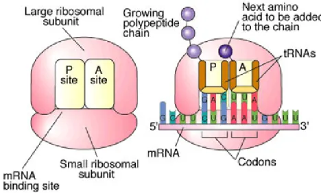 Figure 1.5 Protein synthesis. Image was reproduced from the Biology Active  Learner, 6 th  ed