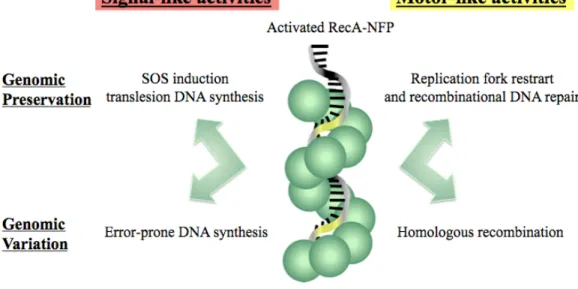 Figure  1.7  Signal-like  and  motor-like  activities  of  RecA.  Upon  activation  of  the  RecA-NPF,  RecA-mediated  activities  that  lead  to  genomic  preservation  are  SOS  induction  translesion  synthesis,  replication  for  restart  and  recombin
