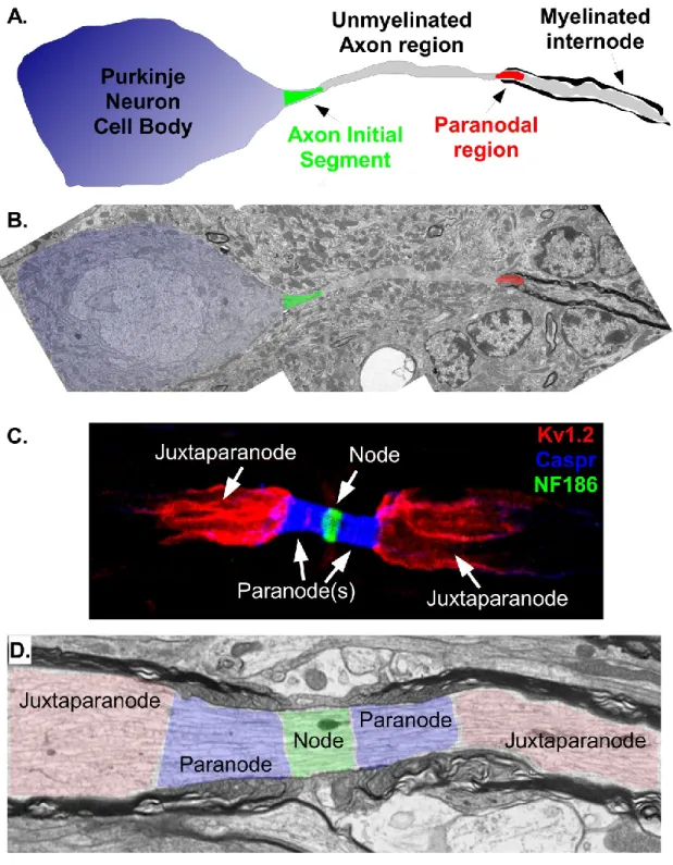 Figure 1.1. Molecular domains in myelinated axons  