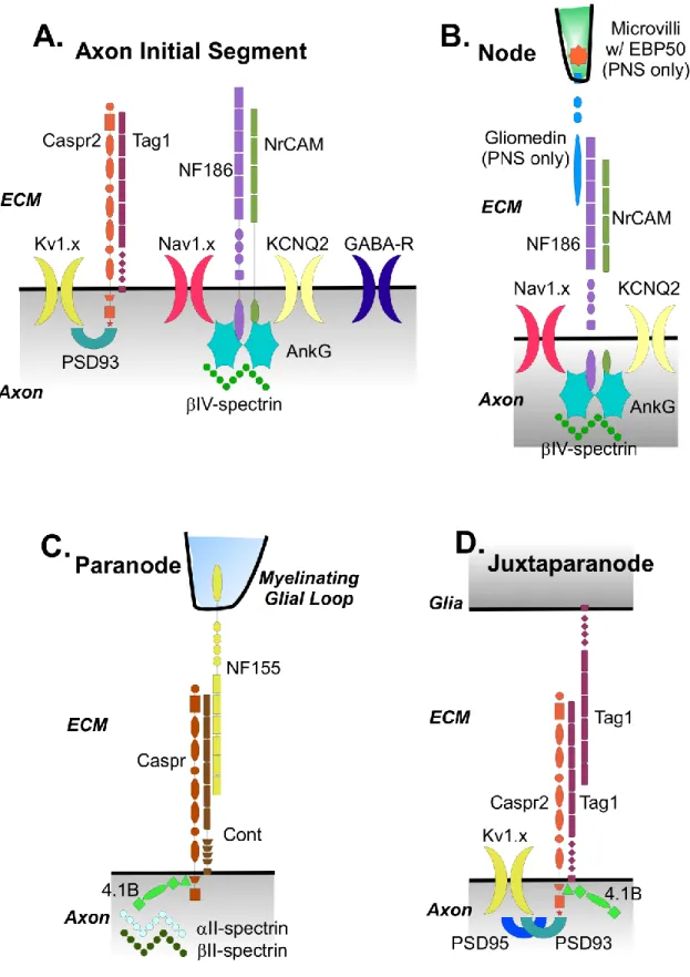 Figure 1.2. Molecular  organization of  myelinated axon domains