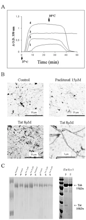 figure 1C show that with Tat or paclitaxel the band inten-