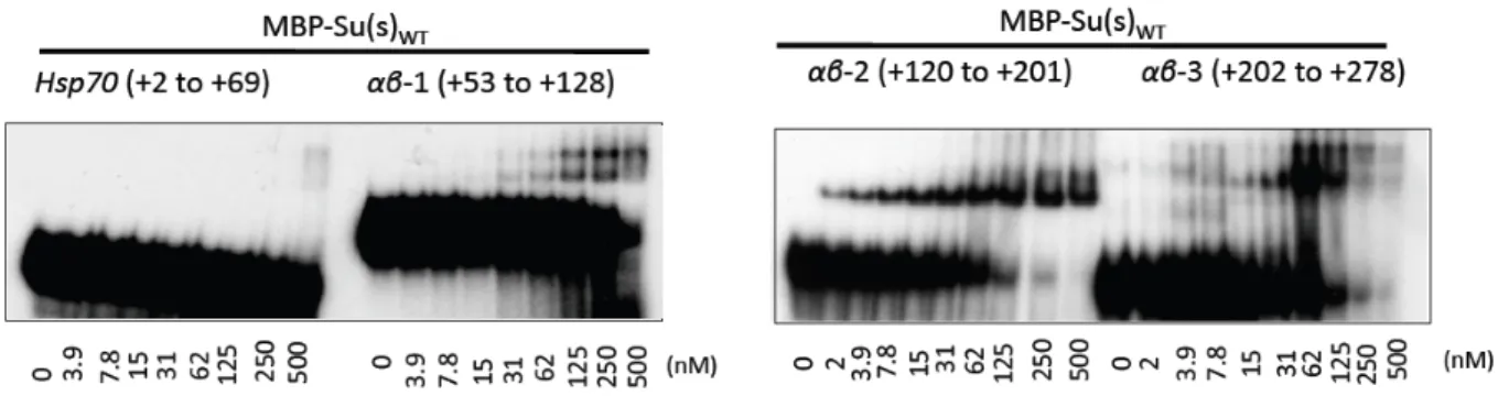 Figure	  4.	  	  EMSAs	  reveal	  that	  MBP-­‐Su(s) WT 	  and	  the	  αβ	  RNA	  fragments	  form	  distinct	   complexes.	  	  EMSA	  comparing	  MBP-­‐Su(s) WT 	  binding	  to	  the	  four	  fragments	  described	  in	   Figure
