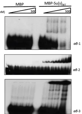 Figure	  5.	  	   MBP	  does	  not	  form	  stable	  complexes	  with	  αβ	  RNA.	  Increasing	  concentrations	  of	  MBP	  or	   MBP-­‐Su(s) WT	   (125	  nM	  to	  500	  nM	  for	  αβ-­‐1	  and	  αβ-­‐3,	  	  2nM	  to	  500n