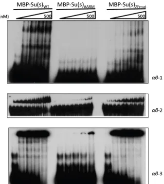 Figure	  6.	  	   The	  ARMs	  mediate	  stable	  interaction	  with	  αβ	  RNA.	  	  EMSA	  comparing	  the	  binding	  of	  	  WT	   and	  mutant	  Su(s)	  proteins	  to	  αβ-­‐1,	  αβ-­‐2	  or	  αβ-­‐3.	  