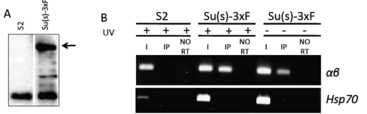 Figure	  7.	   Su(s)-­‐3xF	  binds	  to	  αβ	  transcripts	  in	  cultured	  Drosophila	  cells.	  (A)	  Western	  blot	  of	  Flag-­‐IP	   	   from	  normal	  S2	  cells	  and	  stably	  transformed	  Su(s)-­‐3xF-­‐expressing	  ce