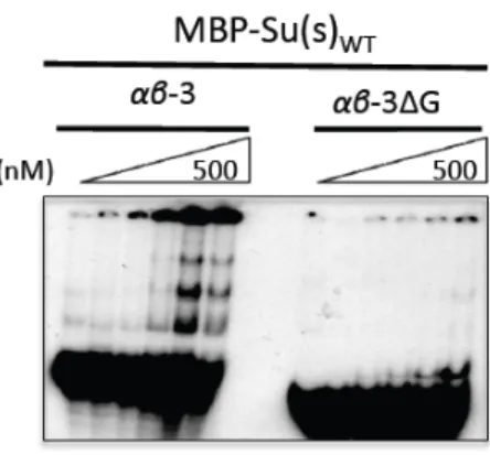 Figure	  10.	   Deletion	  of	  the	  G-­‐rich	  putative	  Su(s)-­‐3xF	  crosslinking	  sites	  affects	  the	  affinity	  of	  MBP-­‐
