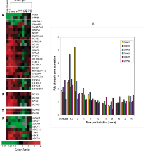 Figure 1before and after latently infected ACH-2 cells were induced into active replicationA compilation of the expression profiles of genes with known or putative involvement in RNA binding, transport or splicing A compilation of the expression profiles of genes with known or putative involvement in RNA binding, transport or splicing 