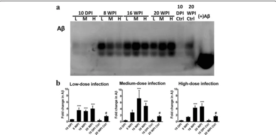 Fig. 8 βindicate a significant difference with uninfected control mice.in thehippocampal region of mice with low-, medium- and high-dose infections, presented as the mean with SD