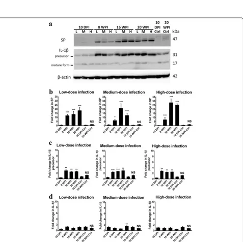 Fig. 5 Neurodegeneration-associated factor (NDAF) expressions, including transforming growth factor (TGF)-transglutaminase type 2 (TG2), S100B and claudin-5, increased in the hippocampus ofhigh-dose infections at 8, 16 and 20 weeks post-infection (wpi).of 