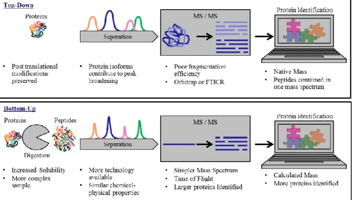 Figure 1.4. Typical work flows for top-down and bottom-up experiments with considerations for  each step are shown