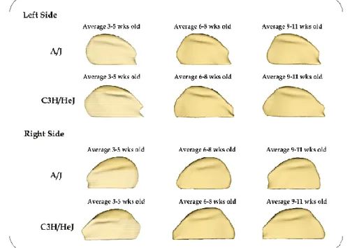 Figure  2:  Composites  average  surface  models Medial view of the condyle’s average mesh obta weeks old and 9-11 weeks old of