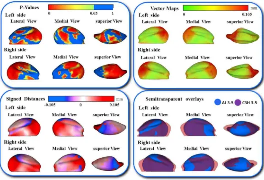 Figure 3: Shape analysis of morphological differences between A/J and C3H/HeJ at  3-5  weeks  old  mice  mandibular  condyles
