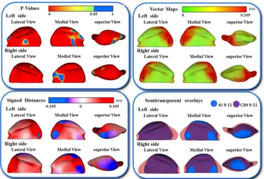 Figure 6: Shape analysis of morphological differences between A/J strain mice condyles  at 3-5 weeks old and 6-8 weeks old