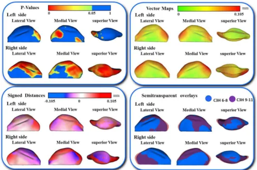 Figure  10:  Shape  analysis  of  morphological  differences  between  C3H/HeJ  6-8  weeks  old  and  9-11  weeks  mice  mandibular  condyles