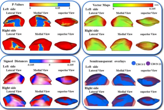 Figure  11:  Shape  analysis  of  morphological  differences  between  C3H/HeJ  3-5  weeks  old  and  9-11  weeks  mice  mandibular  condyles