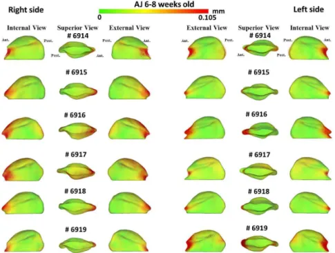 Figure  3:  Shape  analysis  of  individual  morphological  variability  of  A/J  3-5  weeks  old  mice  mandibular  condyles  compared  to  the  composite  average  model
