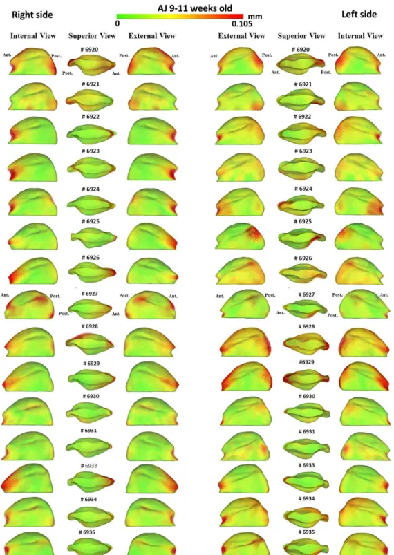 Figure  4:  Shape  analysis  of  individual  morphological  variability  of  A/J  9-11  weeks  old  mice  mandibular condyles compared to the composite average model