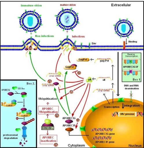 Figure 1Schematic representation of Vif and APOBEC3G interactions during the HIV-1 replication cycleSchematic representation of Vif and APOBEC3G interactions during the HIV-1 replication cycle