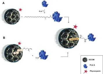 Figure 8 Graphical abstract of the ISCOM with the compounds linked to protein A–IgG.Abbreviations: IgG, immunoglobulin; IgGsp, IgG specific; ISCOM, immunostimulating complex; Prot A, protein A; T