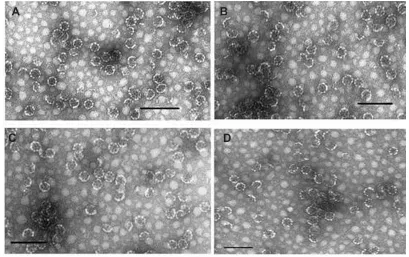 Figure 2 Transmission electron microscope images. (A) ISCOM-matrix. (B) ISCOM-phy-7-A-IgG-specific
