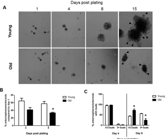 Table 1. Morphometric data and numbers of Paneth cells or goblet cells in  the jejunum in young and old mice.  