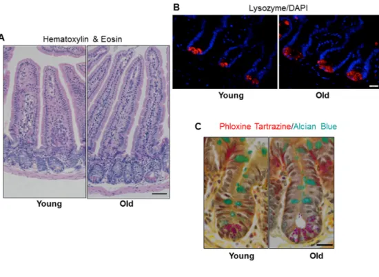 Figure  2.  Increased  jejunal  villus  height  and  number  of  Paneth  cells  per  crypt  with  age.  (A) Representative hematoxylin and eosin stained sections of jejunal cross‐sections from young and old mice showing crypt and villus architecture. Image