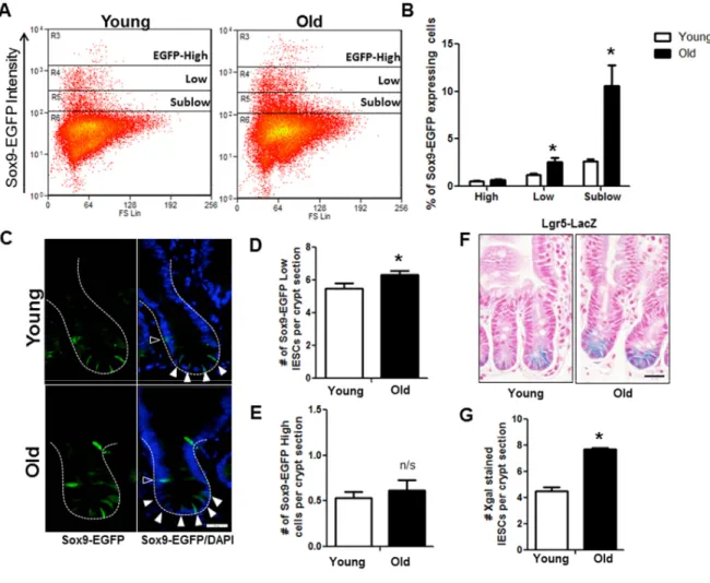 Figure 3. Increased IESC in old mice.  (A) Representative flow cytometry data of Sox9‐EGFP expressing cells in young and old Sox9‐EGFP reporter mice. Gate: R3=Sox9‐EGFP High , R4=Sox9‐EGFP Low , R5=Sox9‐EGFP Sublow . (B) Relative abundance of  different  S
