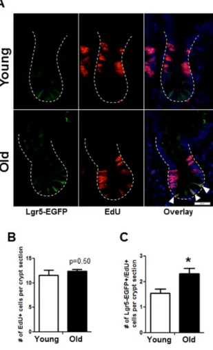 Figure 5. Histology to demonstrate increased proportion of Lgr5‐EGFP IESC in S‐phase in old mice.  (A) Representative images of crypt sections from young and old Lgr5‐EGFP mice stained with EGFP, S‐phase marker EdU and nuclear marker DAPI. Closed arrows in
