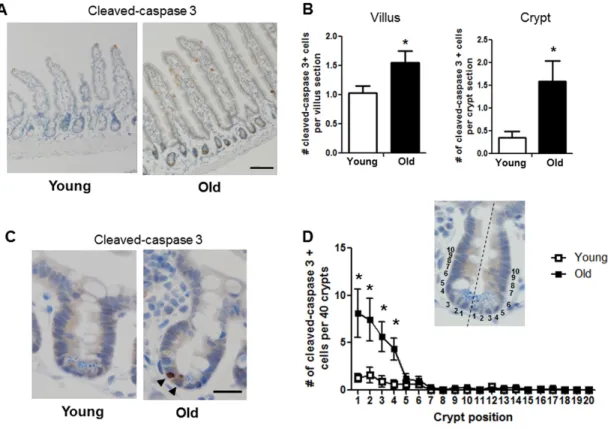 Figure 6. Increased proportion of small intestinal epithelial cell apoptosis with age