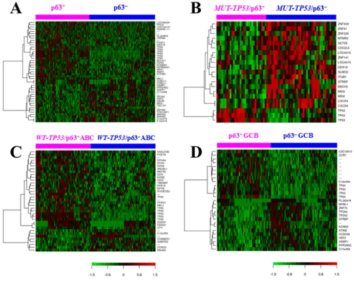 Figure  6.  Gene  expression  profiling  analysis.   (A)  Heatmap  for  comparison  between  p63 +   and  p63 −   DLBCL  patients  (false discovery  rate  <  0.15).  (B)  Heatmap  for  comparison  between  p63 +   and p63 −   DLBCL  patients  with  MUT‐