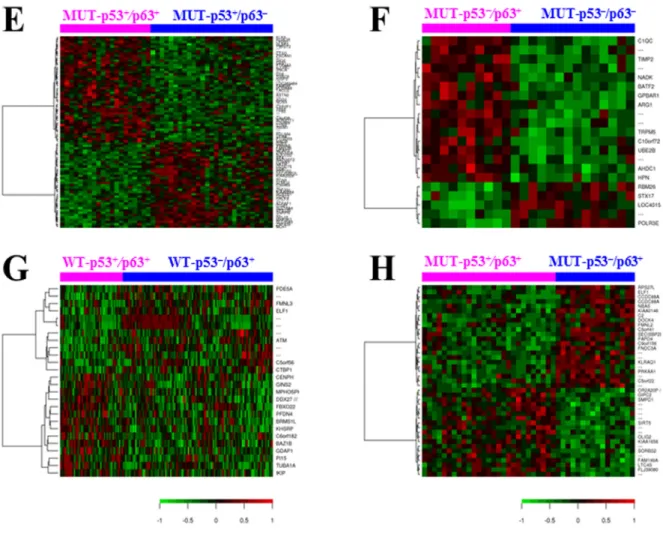 Figure 6. Gene expression profiling analysis.  (E) Heatmap for comparison between p63 +  and p63 −  DLBCL patients with MUT‐p53 overexpression (false discovery rate < 0.15). (F) Heatmap for comparison between p63 +  and p63 −  DLBCL patients with no or 