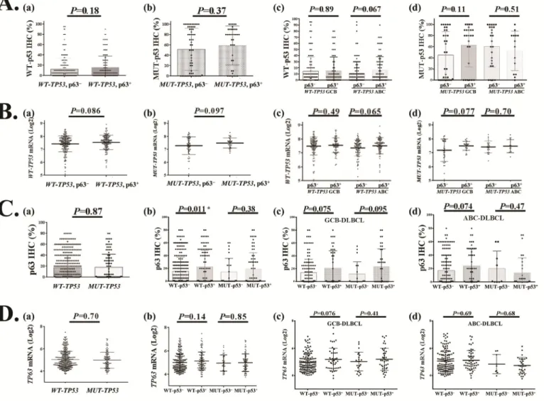 Figure 4. Relationship between TP63/p63 and TP53/p53 expression in DLBCL.  (A) Comparison of wild‐type (WT) or mutated (MUT) p53 protein expression between p63 +  and p63 −  patients with DLBCL or GCB/ABC subtypes of DLBCL. (B) Comparison of TP53 mRNA expr