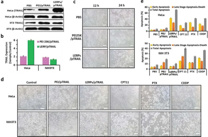 Figure 5.  In vitro TRAIL expression induced killing of HeLa cancer cells and NIH3T3 ﬁbroblasts and comparison with chemotherapy drugs