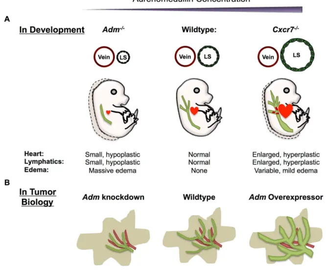Figure 1-2. Proper AM dosage is required for normal lymphangiogenesis during  development and in tumor biology