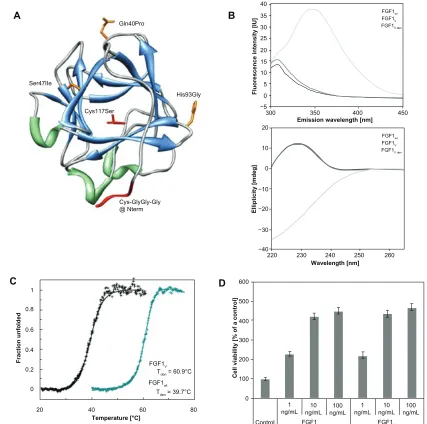 Figure 1 FGF1 variant dedicated for specific conjugation with gold nanoparticles. (A) The spatial structure of FGF1 with the introduced mutations (based on PDB: 2Q9X)