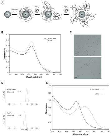 Figure 2 Biophysical characterization of AuNP conjugates. (A) Scheme of the two-step functionalization of AuNPs with FGF1V based on the gradual exchange of detergent molecules for the protein
